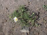 род Anthemis