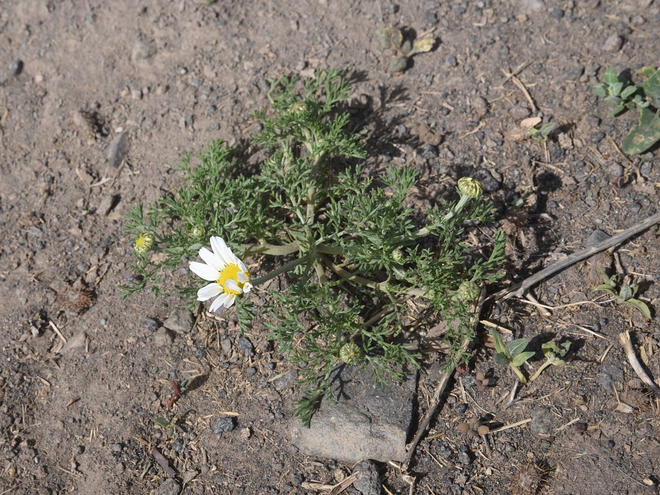 Image of genus Anthemis specimen.