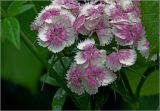 Dianthus barbatus