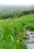 genus Carex