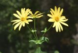 Silphium perfoliatum. Соцветия. Узбекистан, г. Ташкент, Ботанический сад им. Ф.Н. Русанова, в культуре. 03.09.2025.