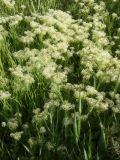 Cardaria draba