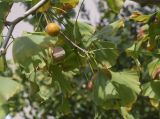 Ginkgo biloba