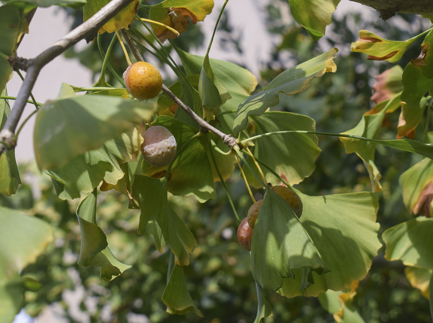 Изображение особи Ginkgo biloba.