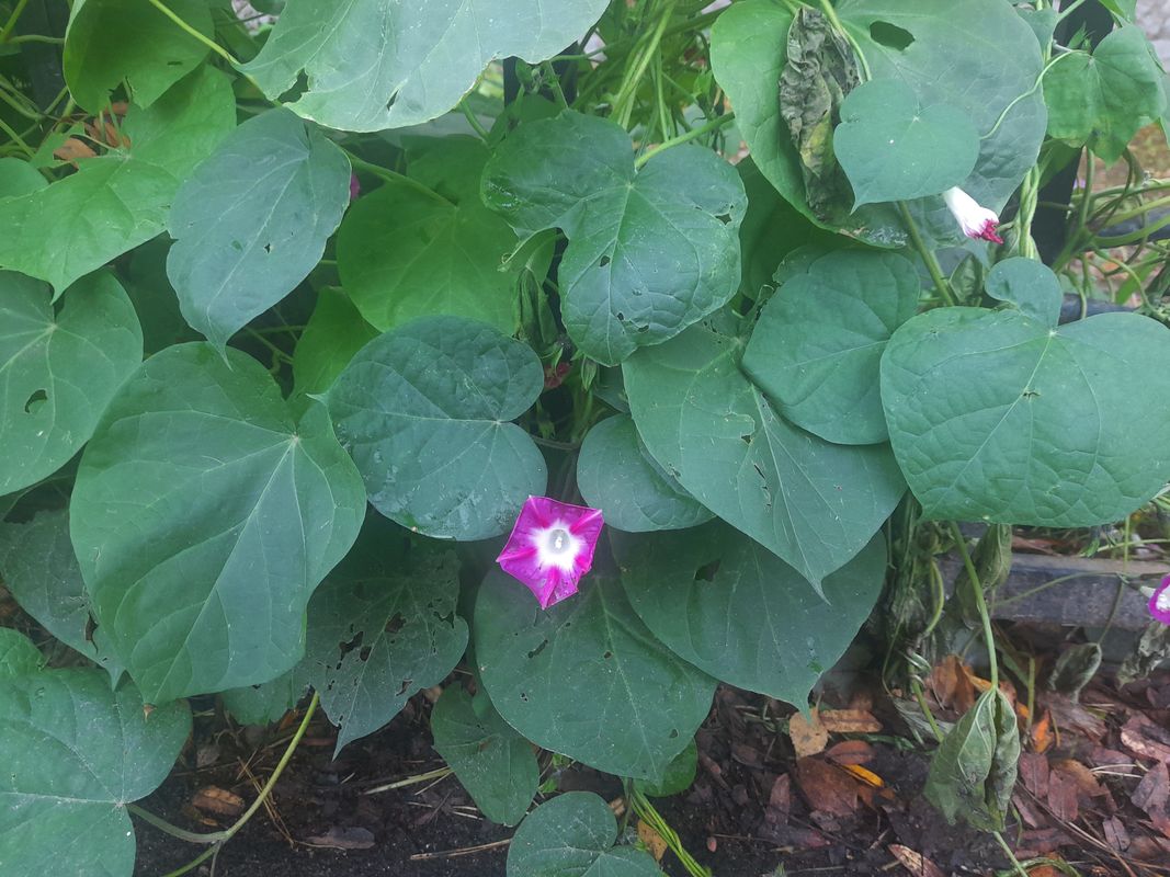Image of Ipomoea purpurea specimen.