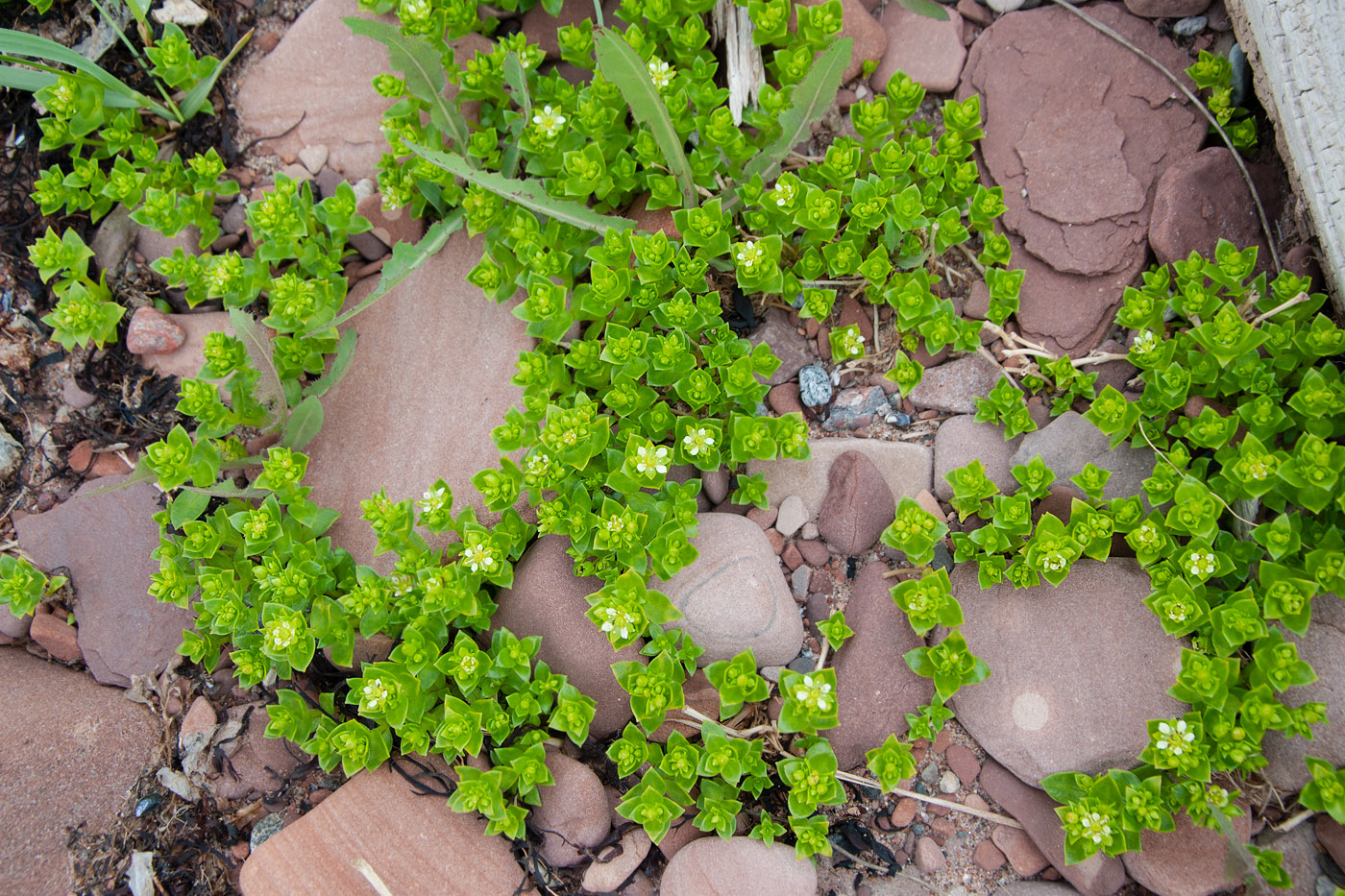 Image of Honckenya peploides ssp. diffusa specimen.