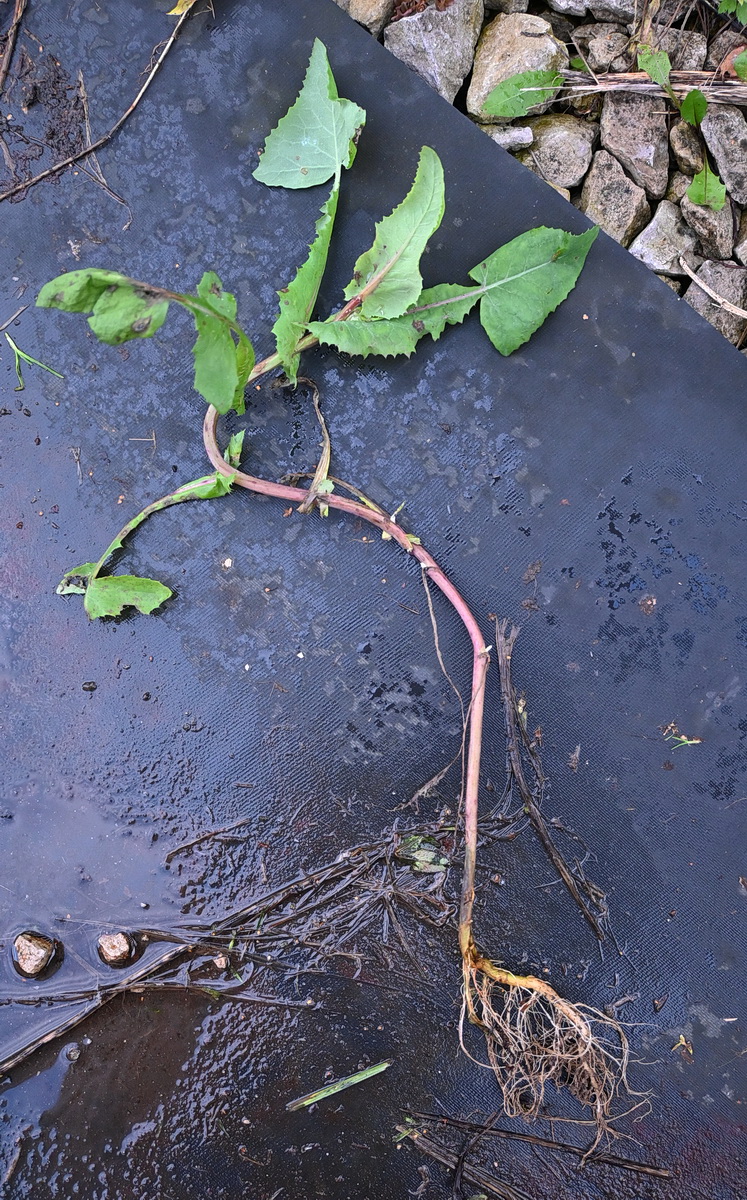 Image of Sonchus oleraceus specimen.