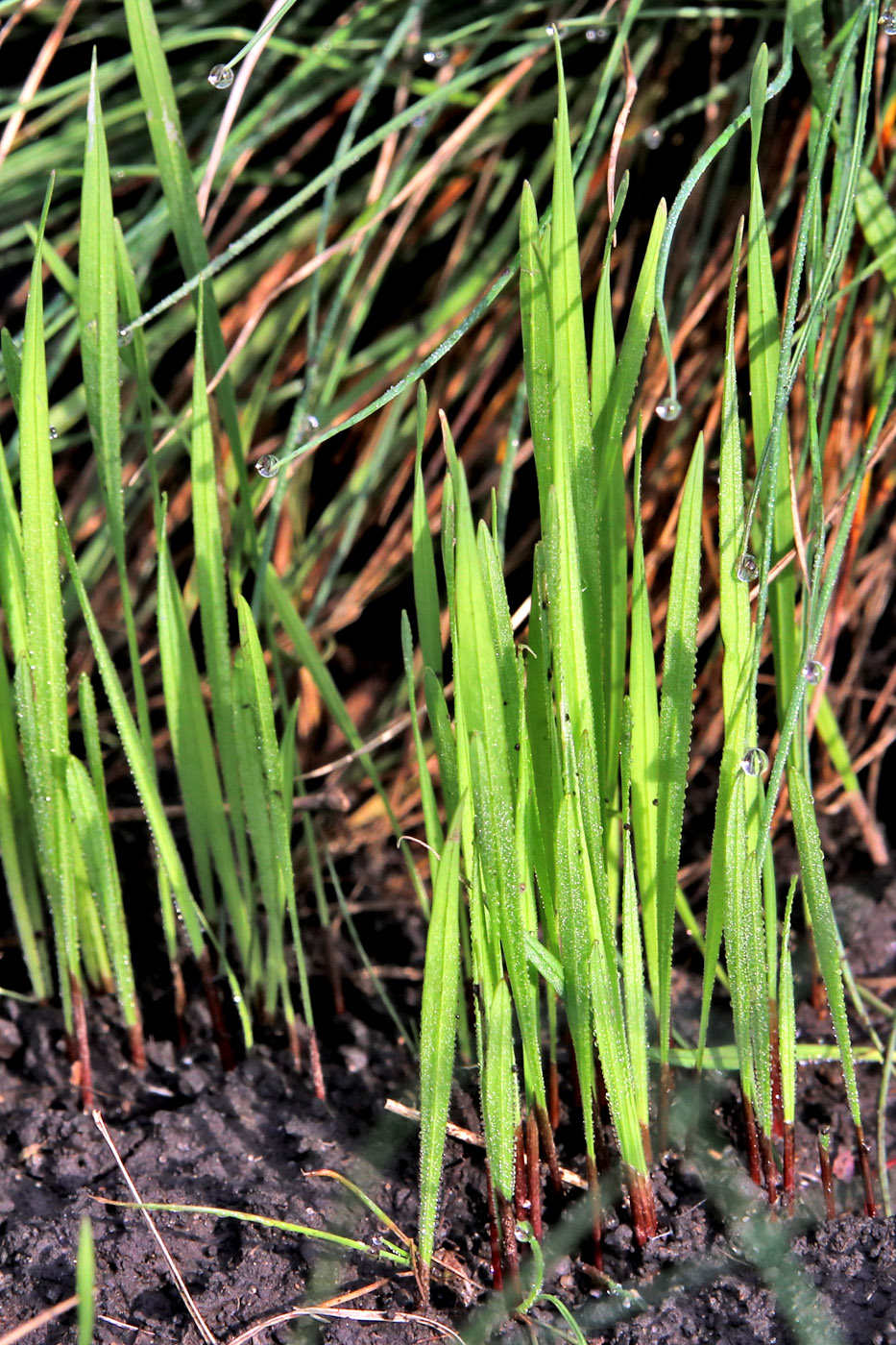Image of Gladiolus tenuis specimen.