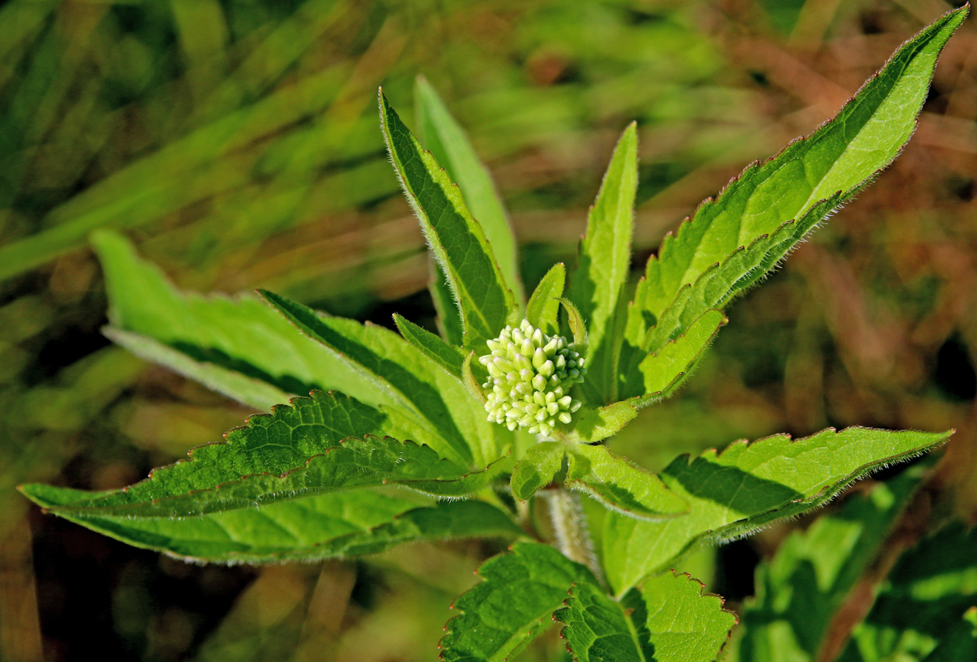 Изображение особи Eupatorium cannabinum.