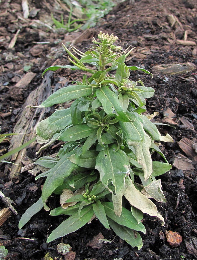 Image of Erysimum cheiranthoides specimen.