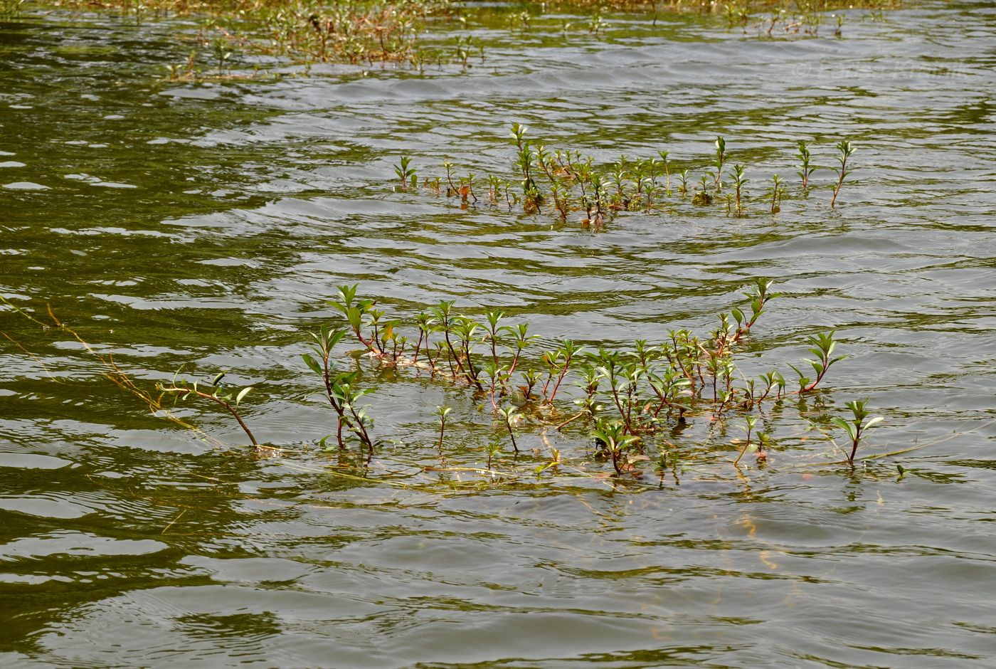 Изображение особи Ludwigia adscendens.