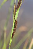 genus Carex. Часть побега с соплодием. Карелия, восточный берег оз. Топозеро, губа Нильмагуба, песчаный пляж. 31.07.2025.