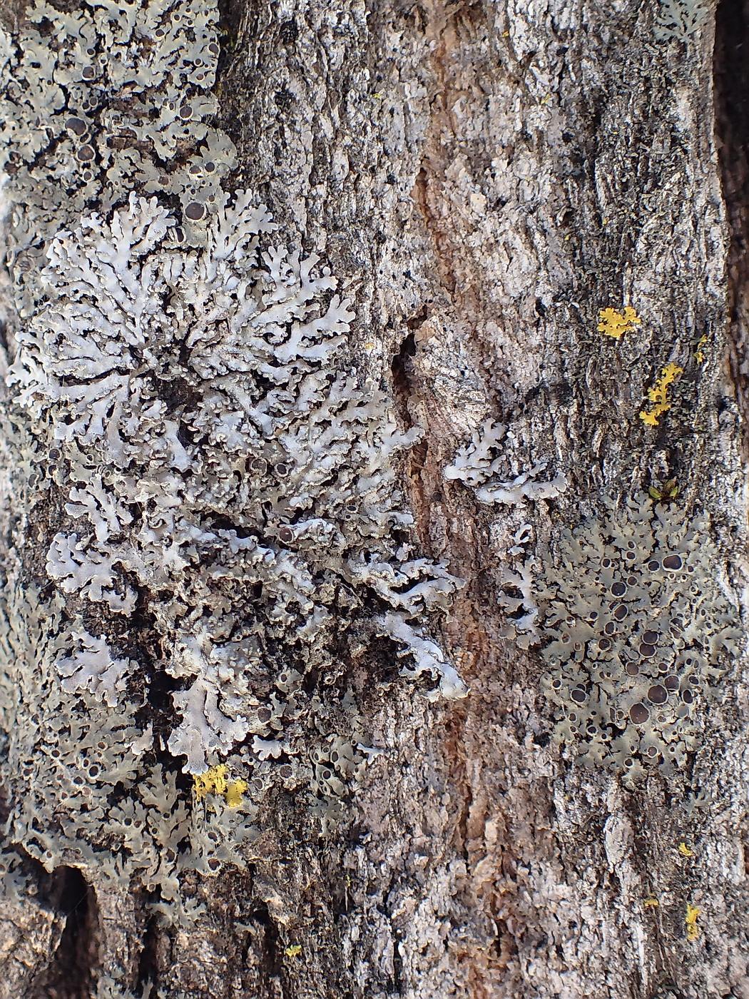 Изображение особи семейство Physciaceae.