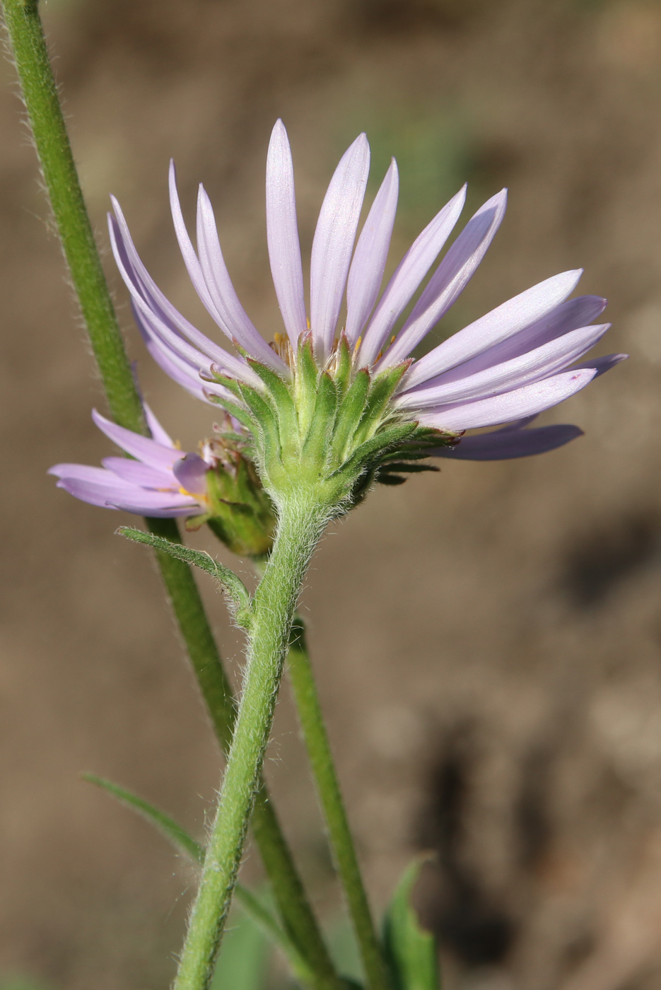 Image of Aster serpentimontanus specimen.