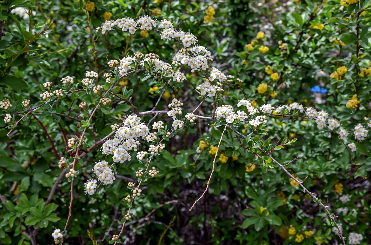 Image of Spiraea canescens specimen.