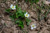 genus Fragaria