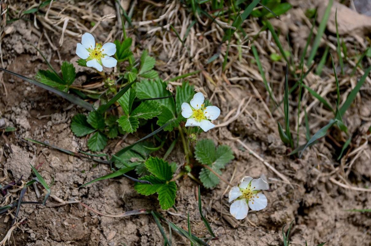 Image of genus Fragaria specimen.