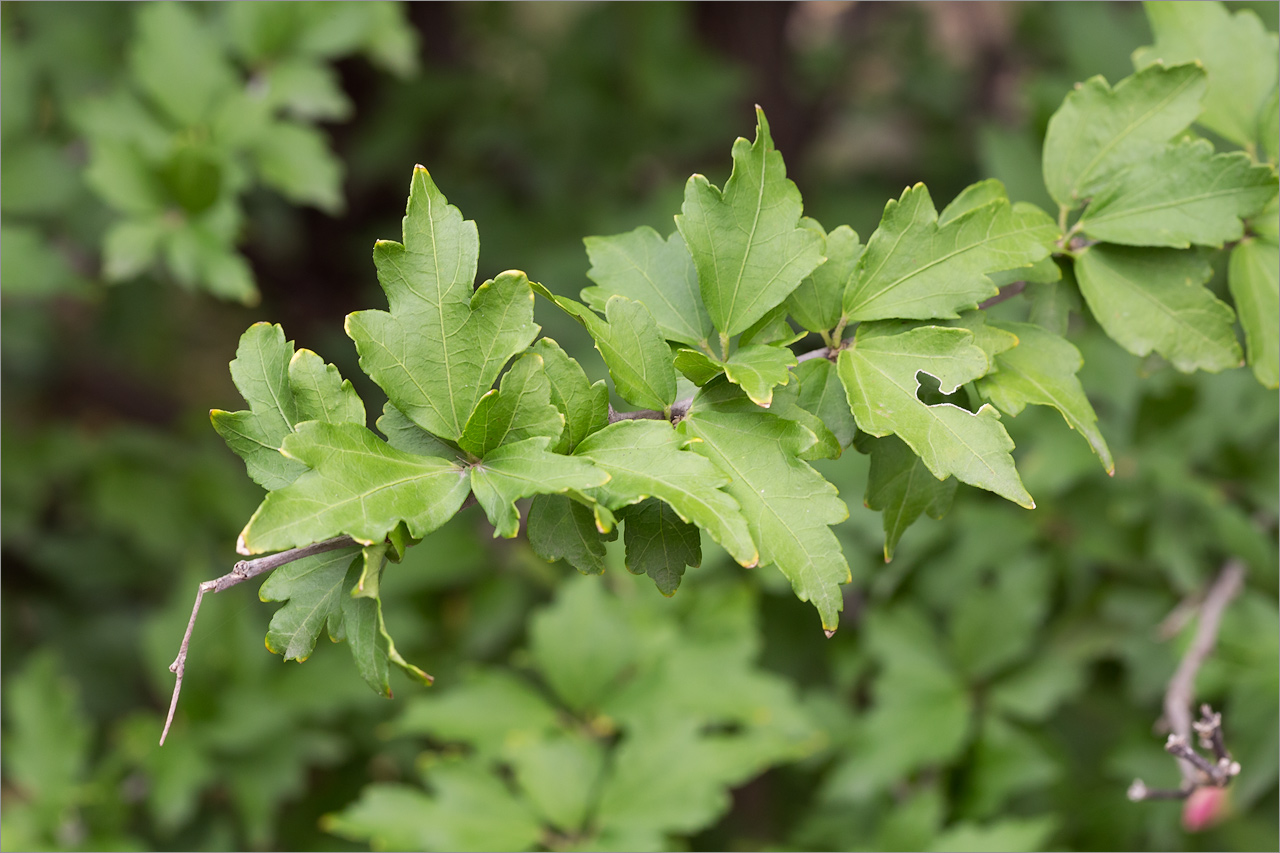 Изображение особи Hibiscus syriacus.