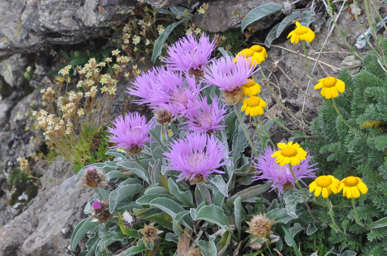 Изображение особи Psephellus caucasicus.