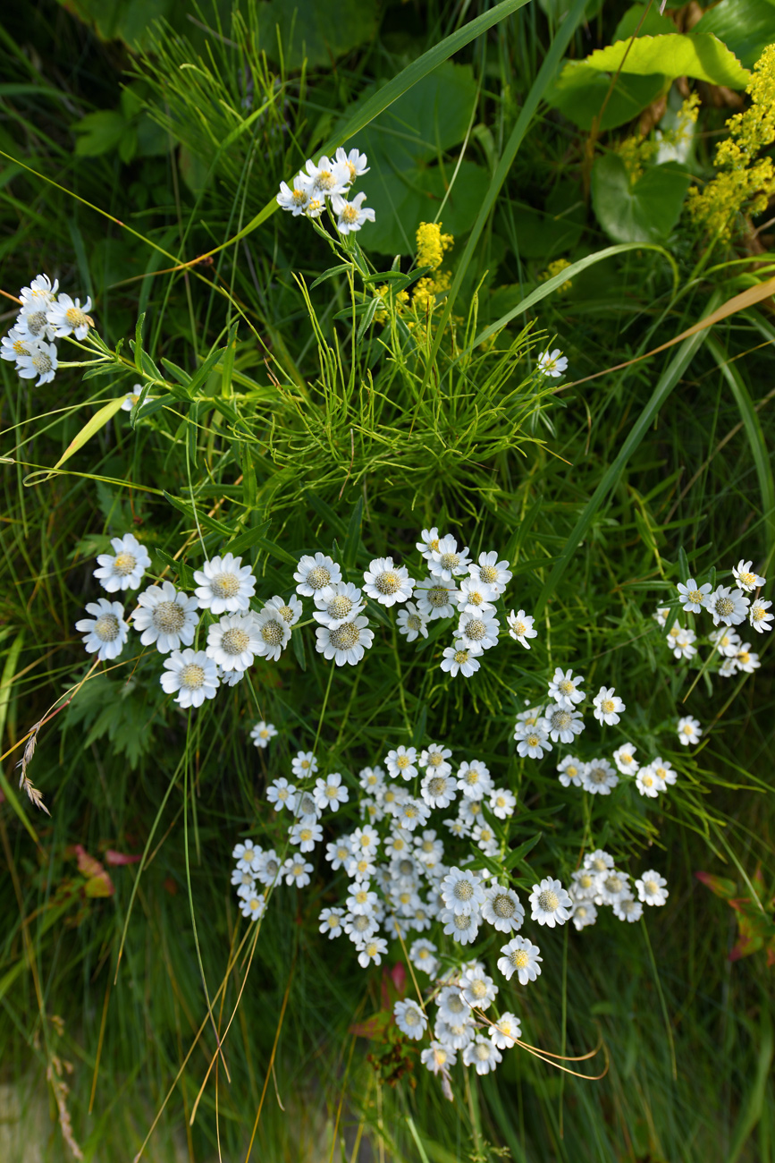 Image of Achillea ptarmica ssp. macrocephala specimen.