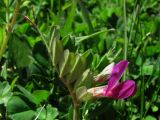 Vicia cordata