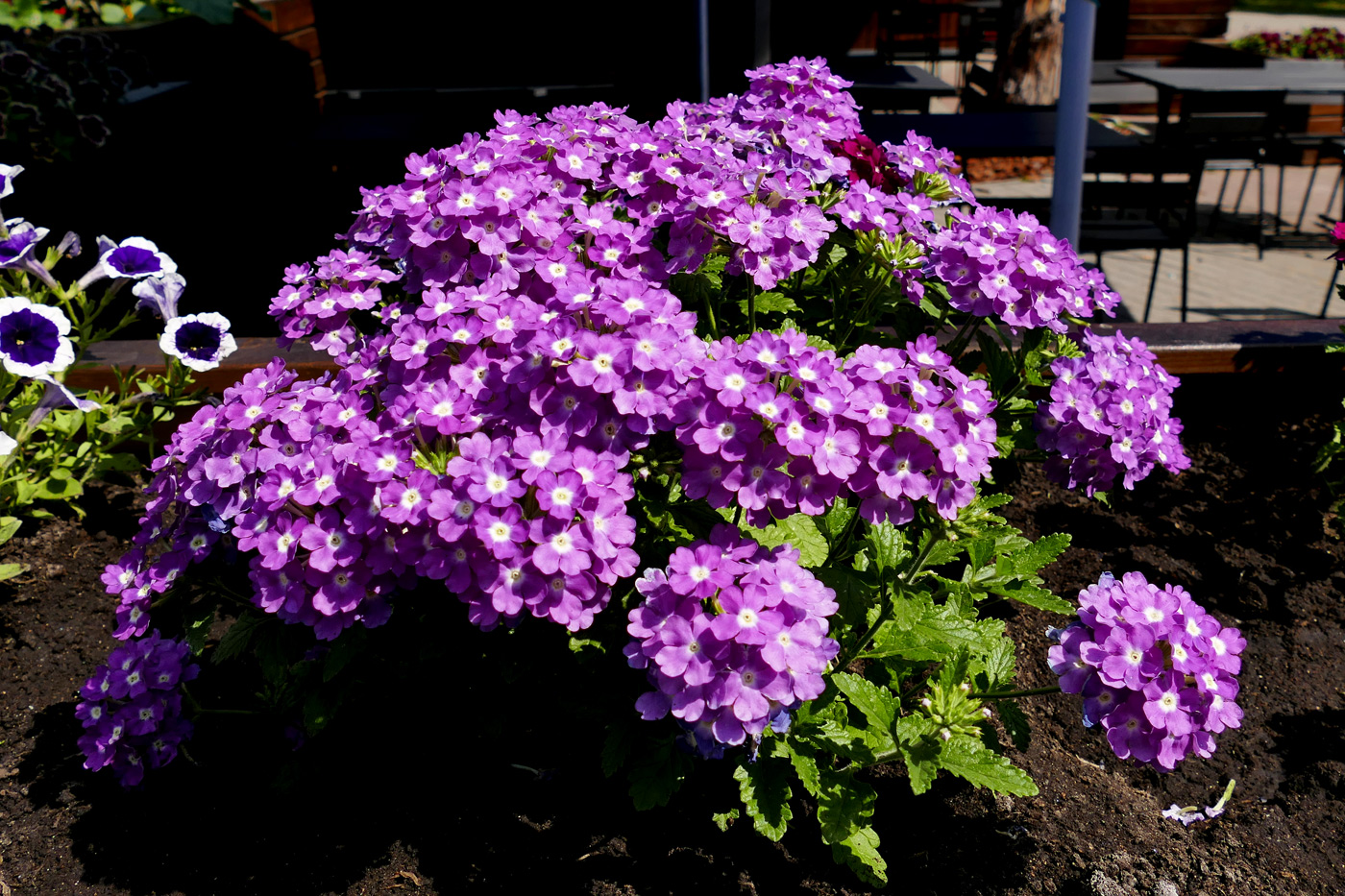 Изображение особи Glandularia × hybrida.