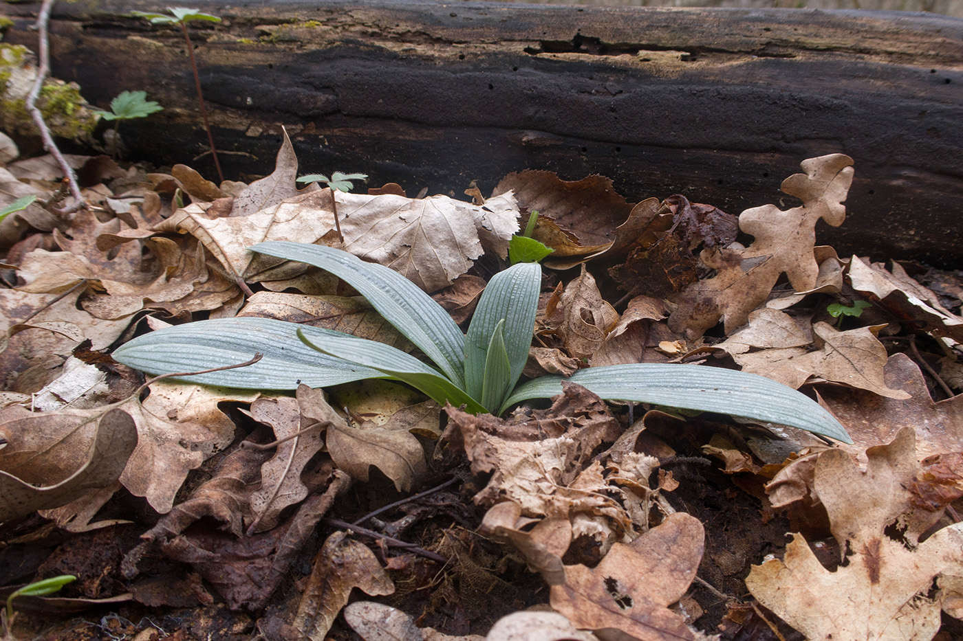 Изображение особи род Orchis.