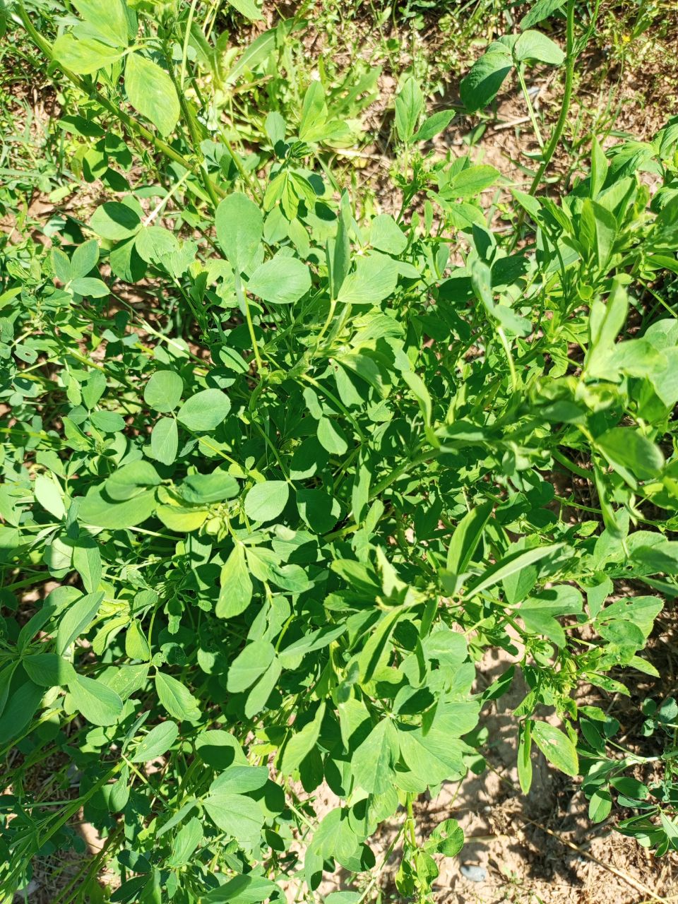 Изображение особи Medicago sativa.