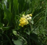 Huynhia pulchra. Верхушка цветущего растения. Грузия, край Самцхе-Джавахети, Эрушетское нагорье (500 м до заброшенного селения Зеда-Тмогви), выс. 1800 м н.у.м., луг. 29 мая 2025 г.