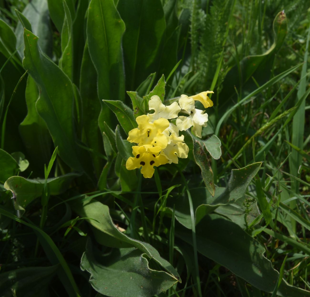 Image of Huynhia pulchra specimen.