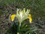 Juno orchioides. Цветок. Казахстан, Туркестанская обл., хр. Таласский Алатау, буферная зона запов. Аксу-Жабаглы, плато Таскора. 27 апреля 2026 г.