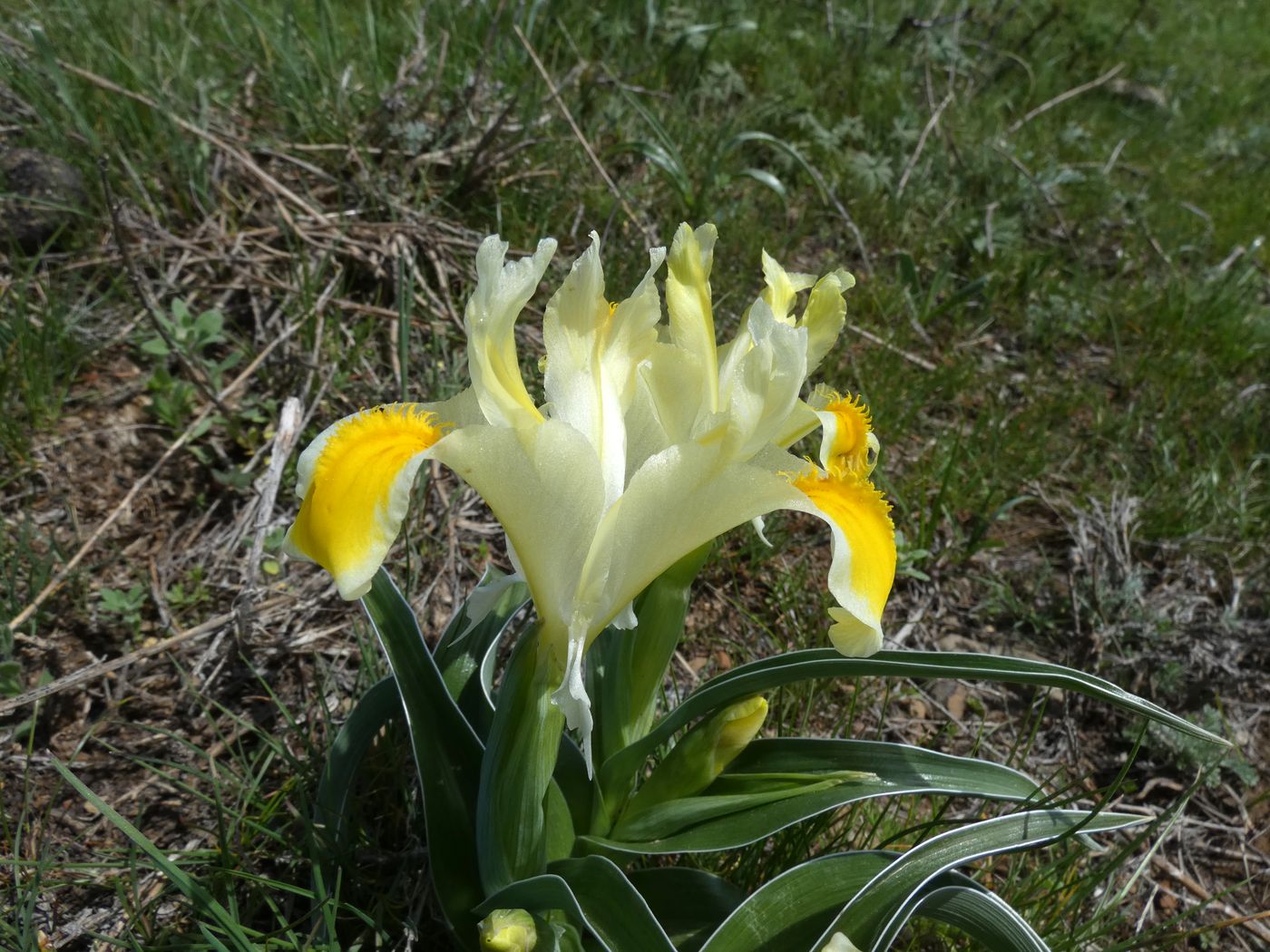 Изображение особи Juno orchioides.