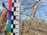 Populus subalpino-sajanensis. Мужское соцветие с высыпавшейся пыльцой. Красноярский край, Ермаковский р-н, пос. Танзыбей, в культуре. 25.04.2026.