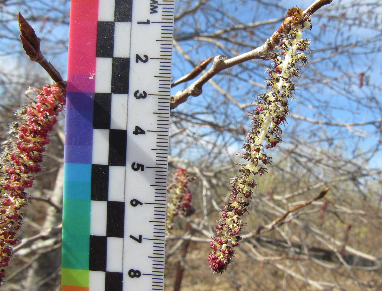 Image of Populus subalpino-sajanensis specimen.