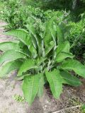 Inula helenium. Вегетирующее растение. Молдова, Кишинёв, Ботанический сад МГУ, коллекция лекарственных растений, в культуре. 20.05.2026.