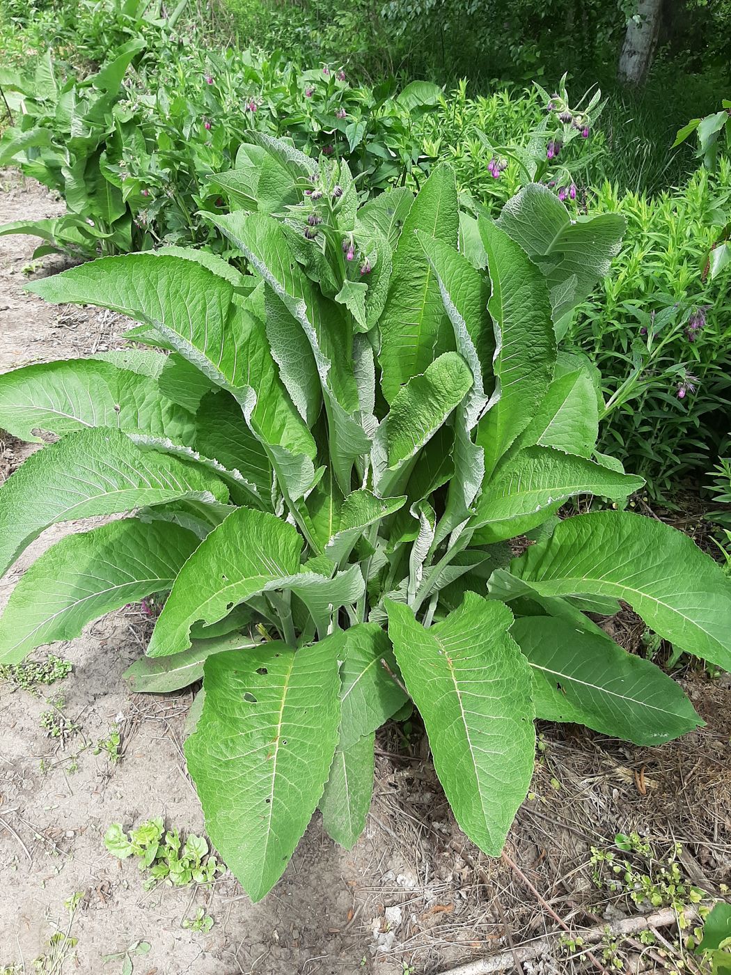 Image of Inula helenium specimen.