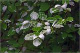 Actinidia kolomikta. Ветвь с бутонизирующими соцветиями. Московская обл., Раменский р-н, окр. дер. Хрипань, садовый участок. 03.06.2026.
