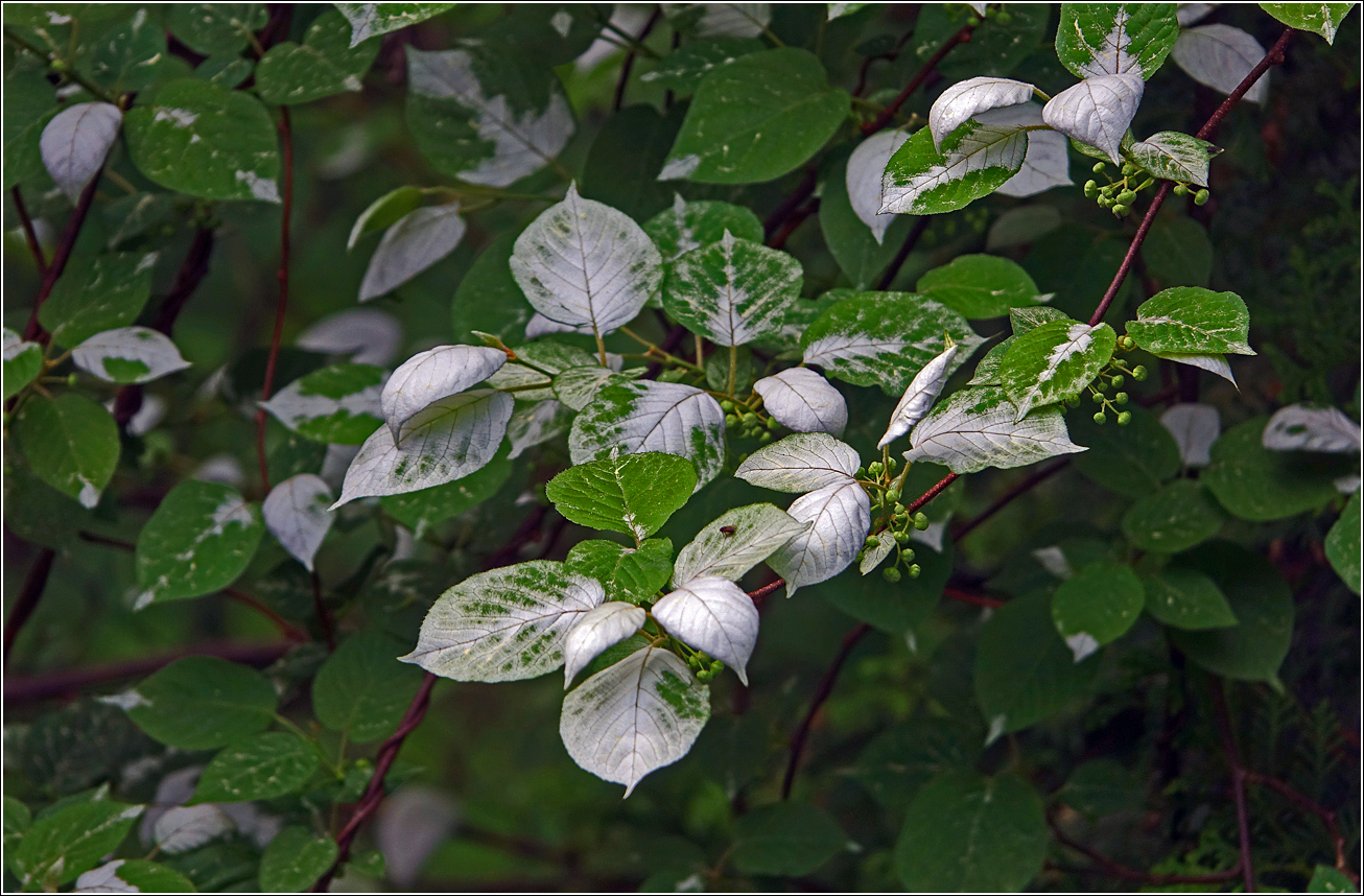 Image of Actinidia kolomikta specimen.