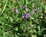 Medicago sativa. Верхушки побегов с цветущими и бутонизирующими соцветиями. Грузия, Мцхета-Мтианети, окр. монастыря Джвари, луг. 5 июня 2026 г.