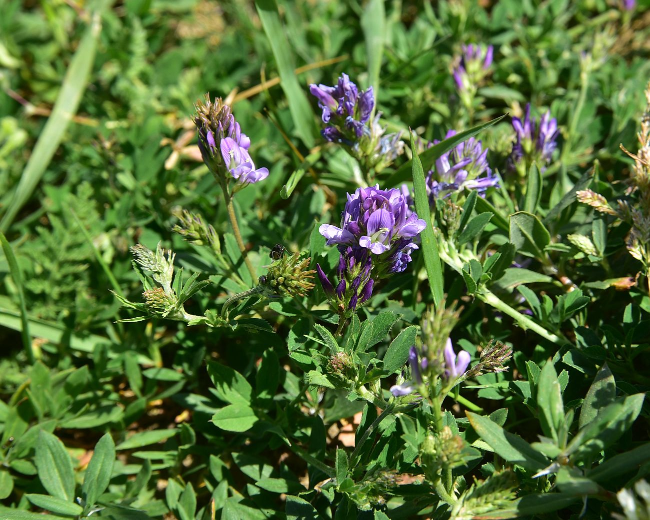 Image of Medicago sativa specimen.
