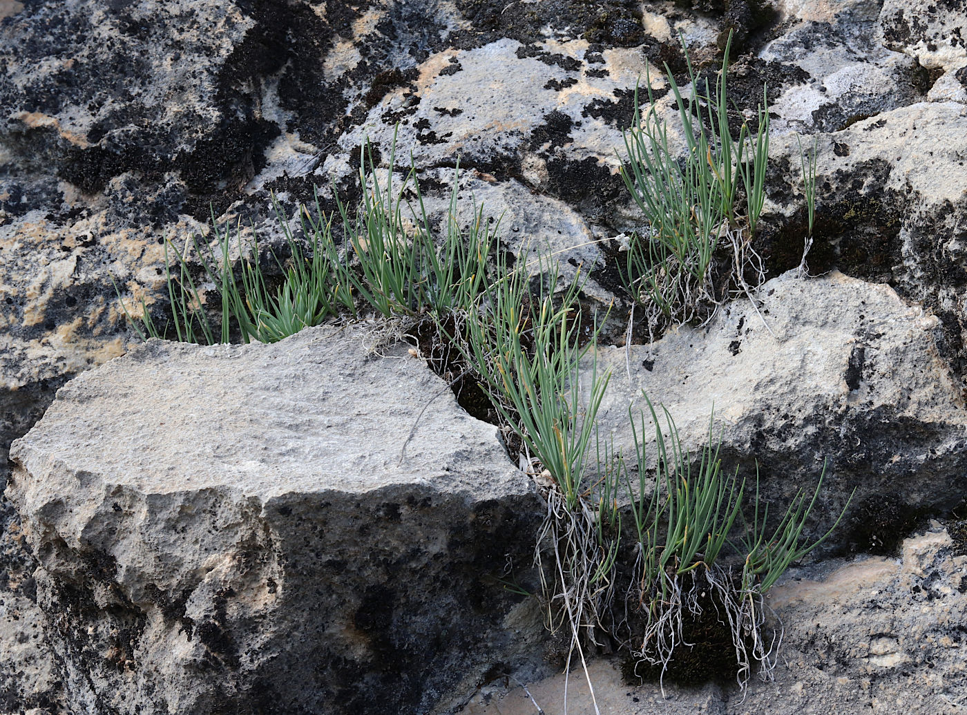 Image of Allium gunibicum specimen.