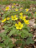 Anemone ranunculoides