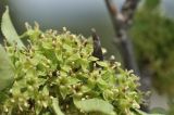 Rhamnus cathartica. Часть соцветия. Крым, г. Симферополь, окр. мкр-на Пневматика, куэста, каменистая осыпь. 21.05.2026.