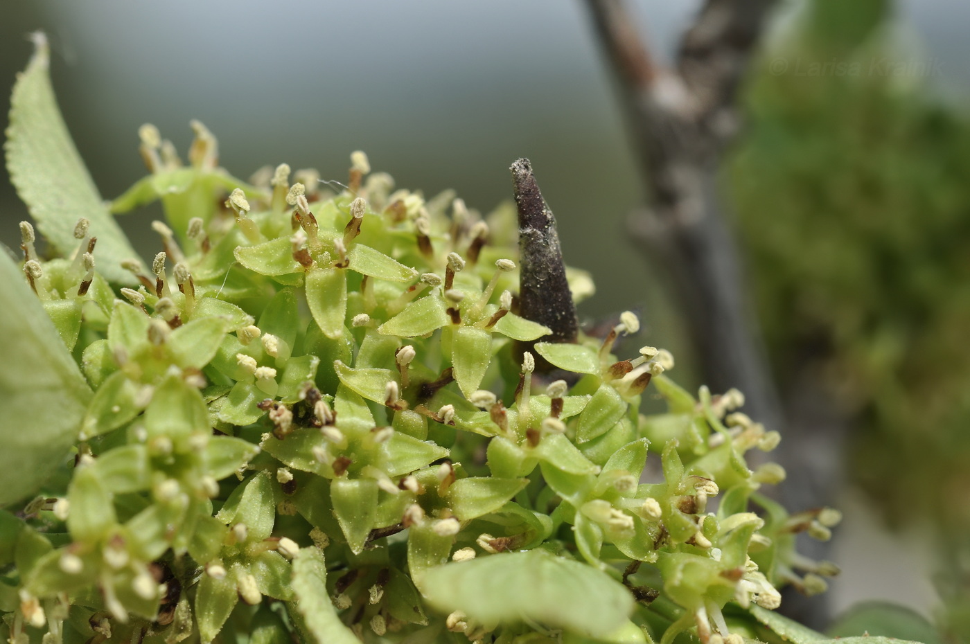 Изображение особи Rhamnus cathartica.
