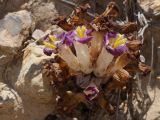 genus Orobanche