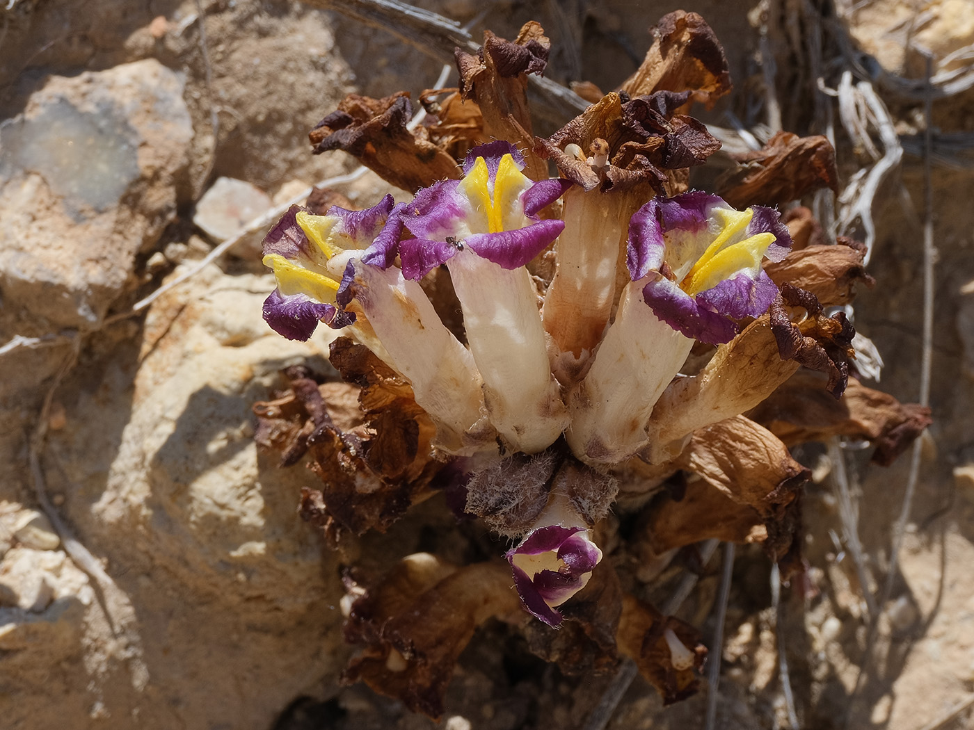 Image of genus Orobanche specimen.