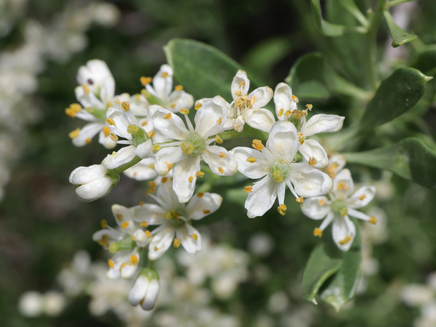 Image of Nitraria schoberi specimen.