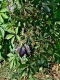 Parthenocissus quinquefolia. Побеги цветущего растения. Московская обл., г. Железнодорожный, в культуре. 22.09.2025.