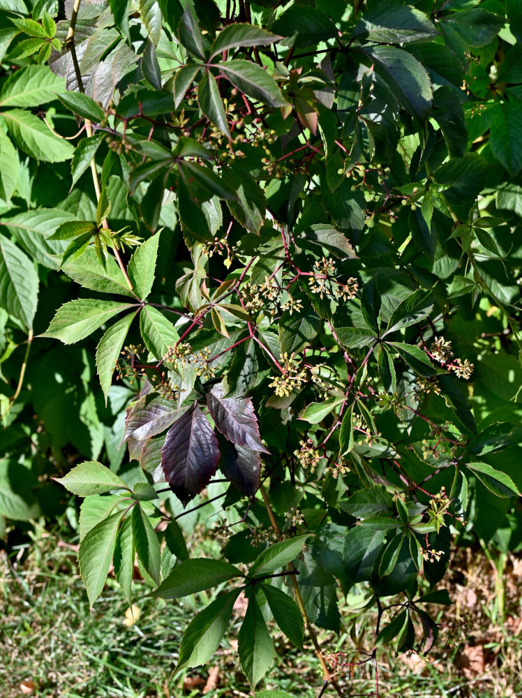 Изображение особи Parthenocissus quinquefolia.