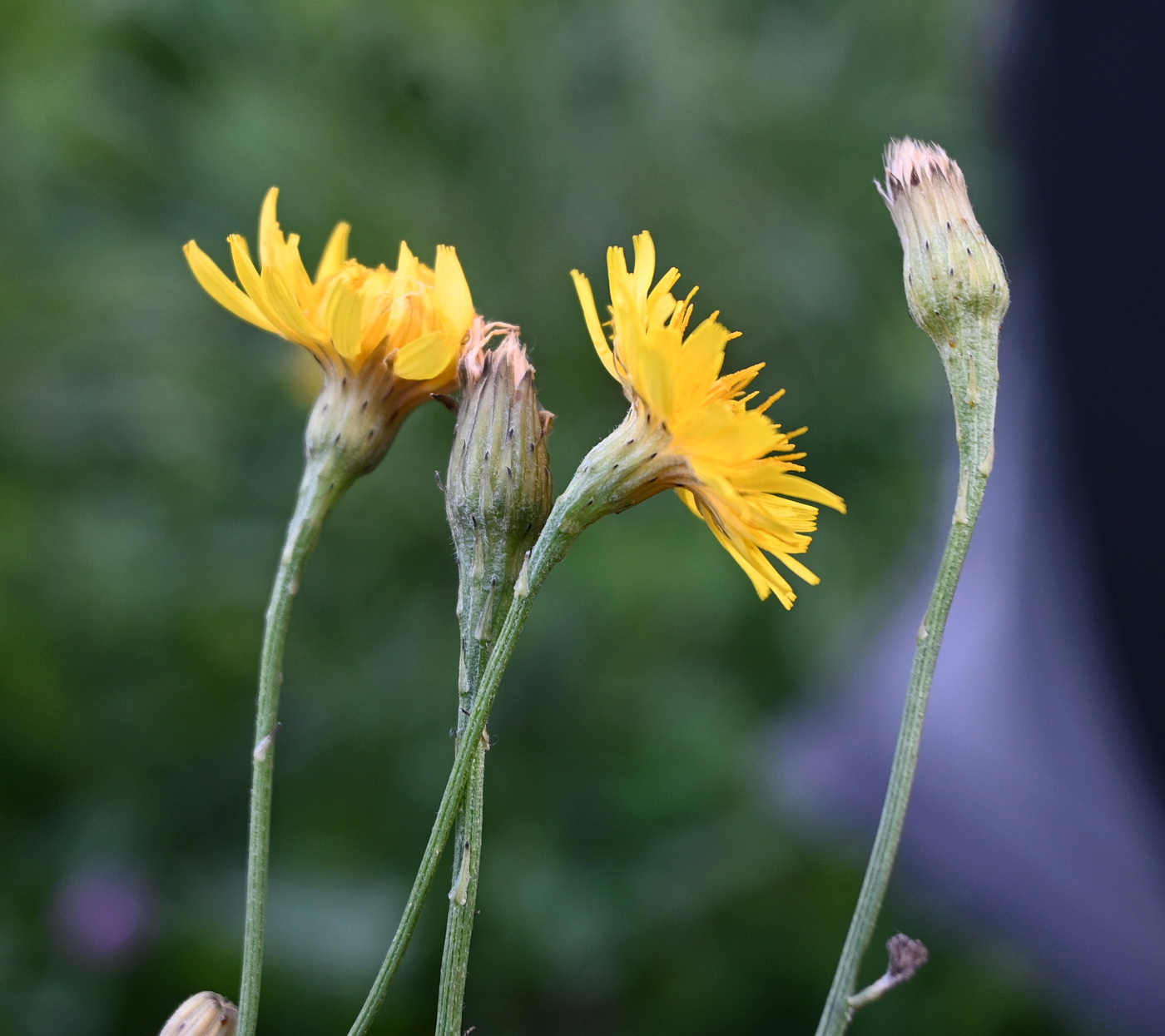 Изображение особи Scorzoneroides autumnalis.
